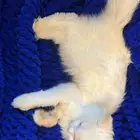 قطه