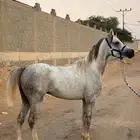 حصان واهو والبيع شعبي .