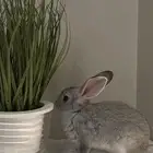 أرنب ذكر صغير