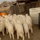 طليان حريه