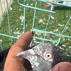 حمام باكستاني ذكرين