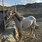 خيل شعبي