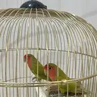 طيور روز