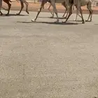 للبيع خفىت حكوميه كفووو