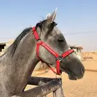 حصان