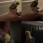 فرخ كروان فراشه