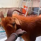 للبيع تيس قزم