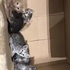 قطة انثى عمر 3 سنوات مع عيالها عمر شهر 4 ذكور و1 انثى