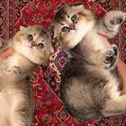 سكوتش فولد قولد انثى ذكر كيتن شورت هير لونق هير بيور مسجل قط