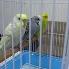 عصافير بادجي