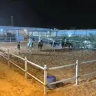 ايواء للخيل   حصص تعليميه   ايجار يومي