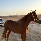فرس شعبه