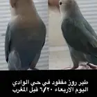 السلام عليكم ببغاء روز مفقود من يوم الاربعاء