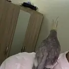 ببغاء كروان متكلم((تم البيع))