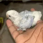 فروخ روز للبيع