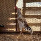 ديك سندي نسل غبشان