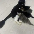 قطط تبني