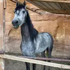 خيل حصان شعبي