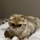 قطه سكوتش 8 شهور