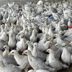 للبيع صوص فيومي الامنيوم صافي