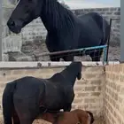 فرس انجليزية مسجله للبيع سعر مناسب جدا