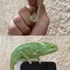 حرباء