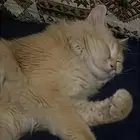 قطوه