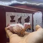تم البيع الله يبارك له