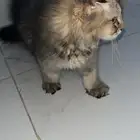 قط سكوتش لونق هير للبيع