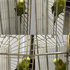 مفقود ببغاء درة