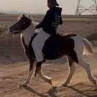 حصان سيسي للبيع