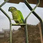 للبيع كنيور قرين شيك