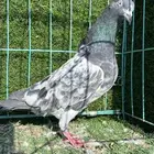 حمام باكستاني ذكر