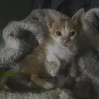 قطوه للتبني