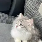 بسه لتبني