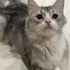قطه شيرازي انثى لتبني