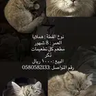 قط هملايا
