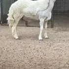 مشروع فحل صنف الصنف