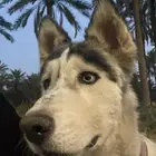 كلب هاسكي للبيع