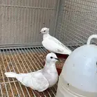 جوز قمري هولندي مع انتاجه.