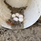 دجاجتين بلدي وديك براما دجاجه تركي