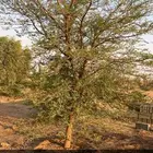 للايجار مزرعة