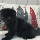 قطط سكوتش العمر شهرين