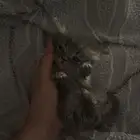 قطوه للتبني عمرها أتوقع اقل من شهر صغيره مرا مع اغراضها