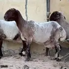 للبيع غنم نعيم دفيع