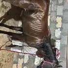 خييل شعبيي ادييب