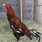 ديك ودجاج سندي