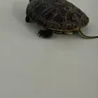 سلحفاه مائيه