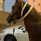 مهر عربي بأوراقه للبيع