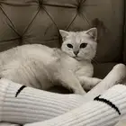 سكوتش فولد للبيع
